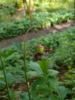 Geum x intermedium