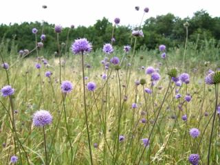 Picture of devil's bit scabious