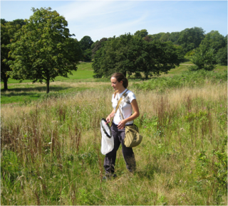 recording bees and hoverflies