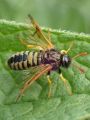 Orange-horned Scabious Sawfly, Abia sericea (male)