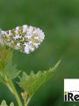 Orange-tip butterfly