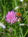 Picture of Bombus humilis (Martin Harvey), which has undergone a major decline in its distribution, foraging on red clover Trifolium pratense