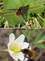 Dark-edged Bee-fly