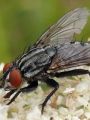 A fleshfly, Sarcophaga sp.