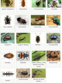 UK Beetle Recording website home page