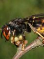 Picture of asian hornet