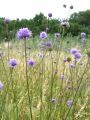 Picture of devil's bit scabious