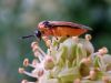 Turnip Sawfly (Athalia rosae) - one of the species that has been sequenced for Darwin Tree of Life