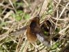 Dark-edged Bee-fly, Bombylius major, at rest on vegetation