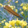 Beautiful Demoiselle on yellow flowers
