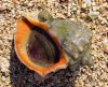 Veined Rapa Whelk shell